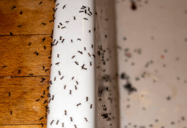 Spider Control Near Me in Nash, TX