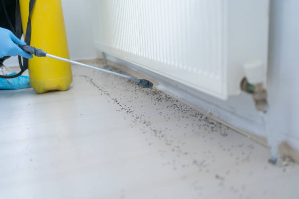 Best Mosquito Control Services  in Nash, TX